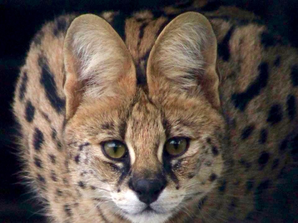 kleuren serval