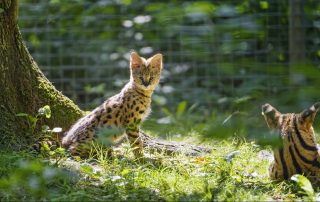 Serval