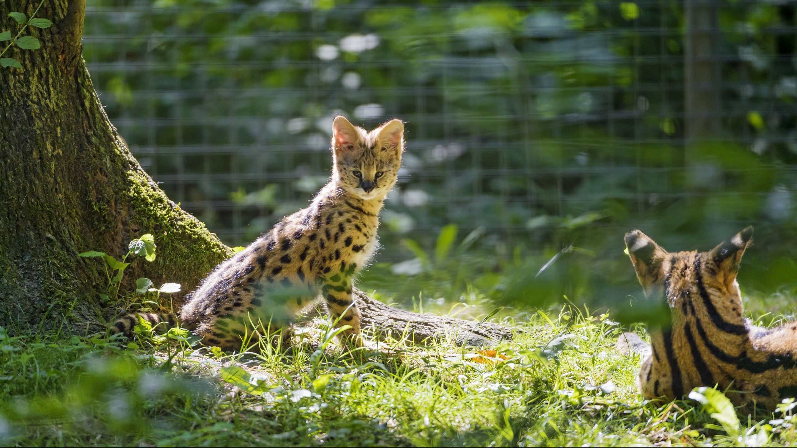 Serval