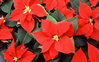 Kerstster