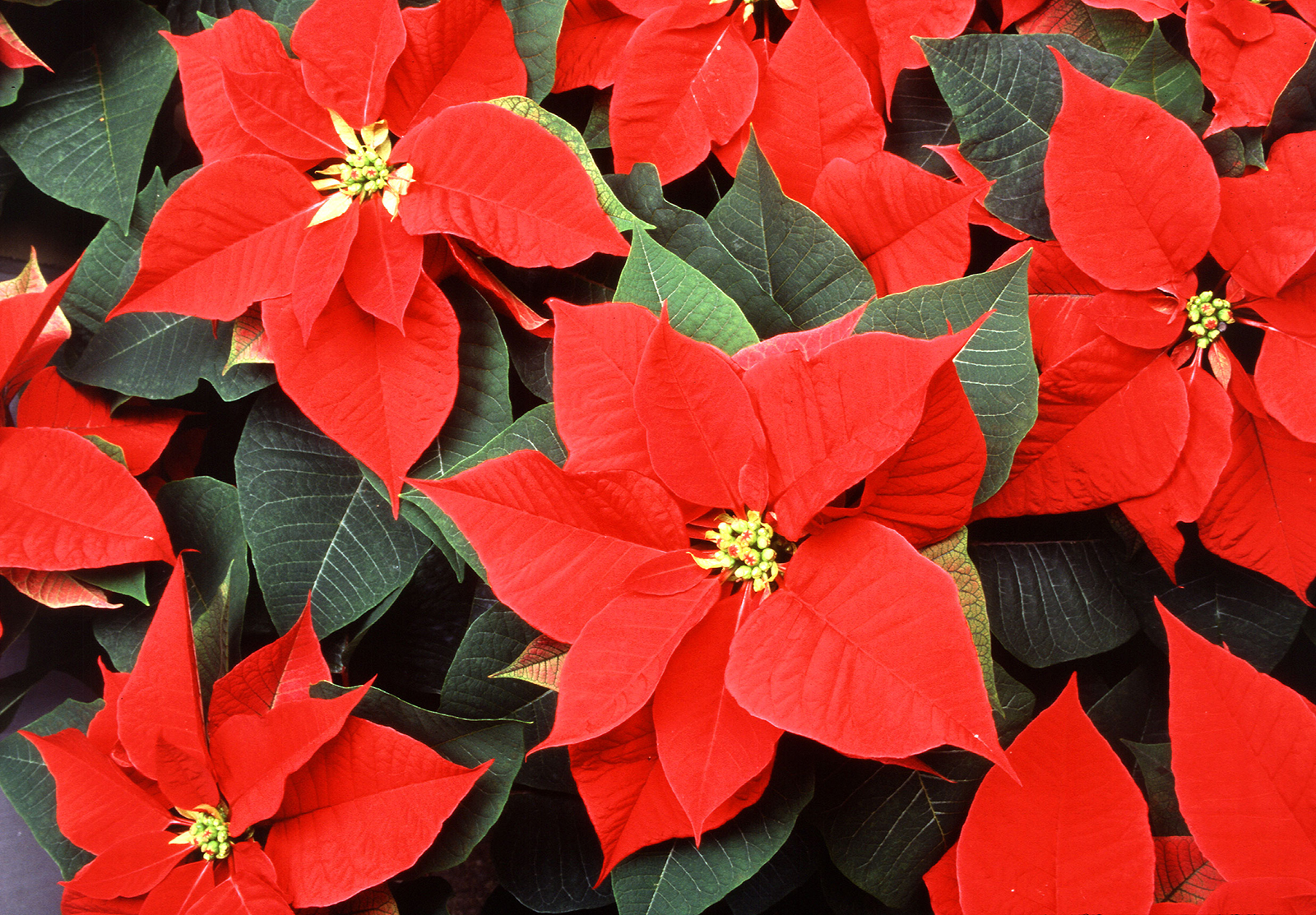 Kerstster