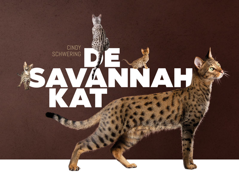 Savannah kat